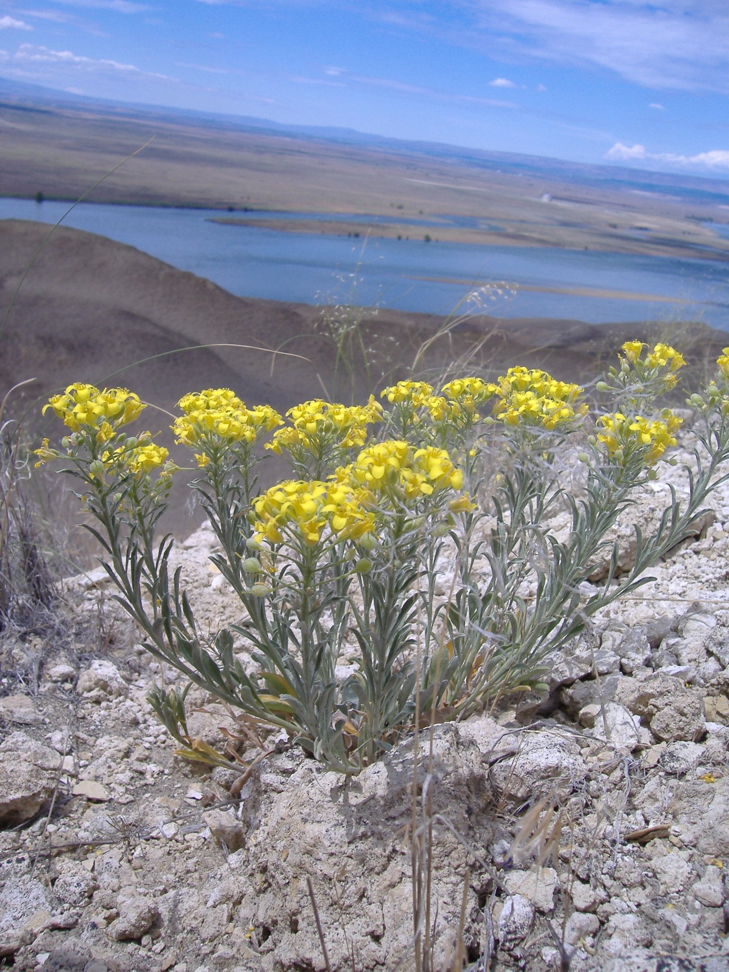 2023 White Bluffs Bladderpod via Ctr for Biological Diversity I 2023 White Bluffs Bladderpod via Ctr for Biological Diversity I