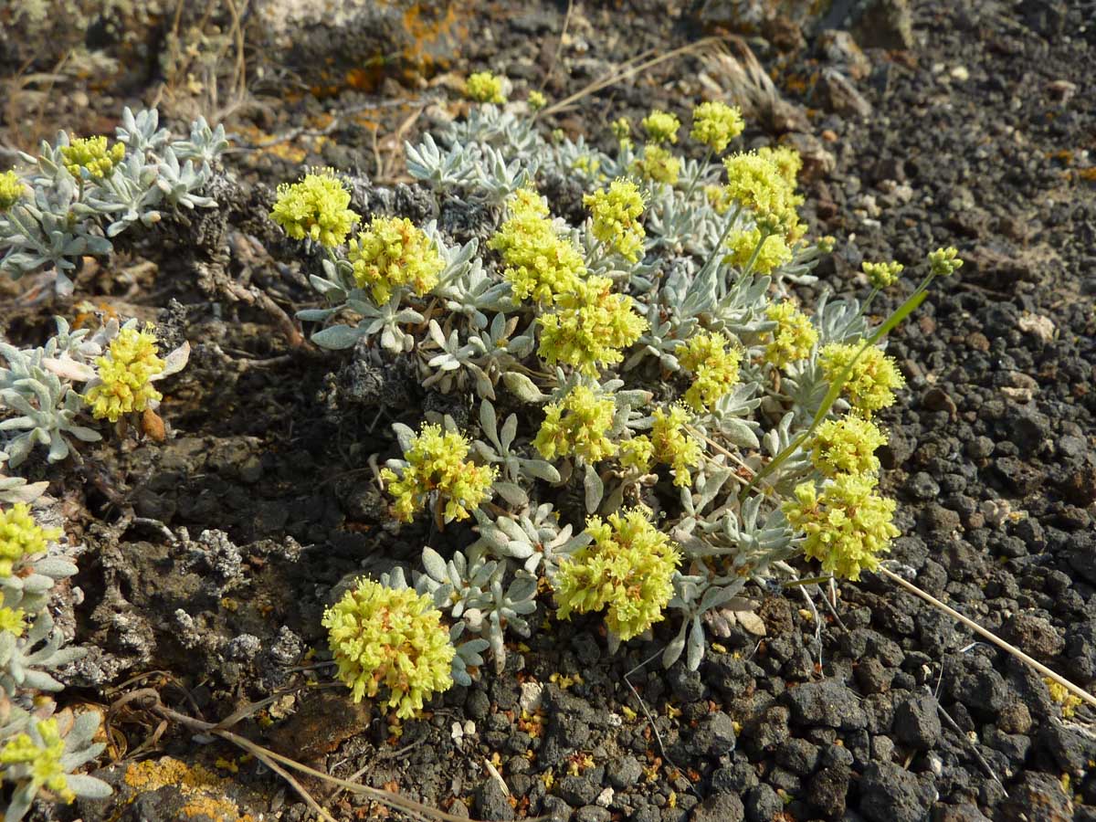 2023 Umtanum Desert Buckwheat - UW Botanic Gardens 2023 Umtanum Desert Buckwheat - UW Botanic Gardens